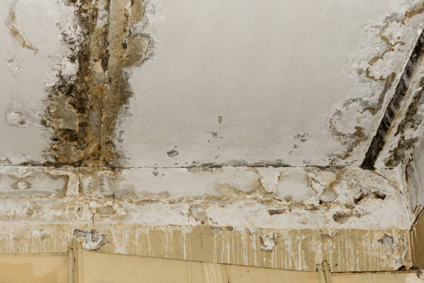 Why You Should Choose Our Mold Remediation Services in Baxter, TN